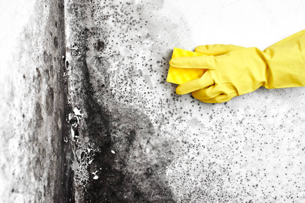 Professional Mold Prevention & Removal  in Fremont, CA