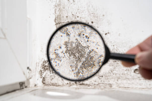 Why You Should Choose Our Mold Remediation Services in Fremont, CA